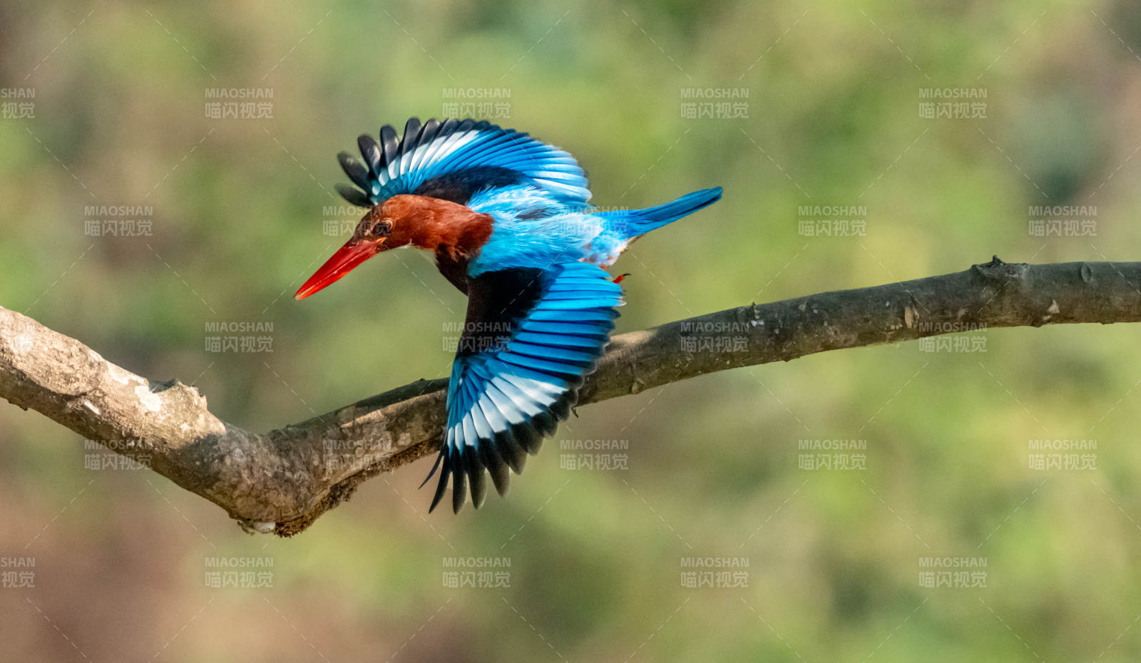 飞翔的翠鸟图片