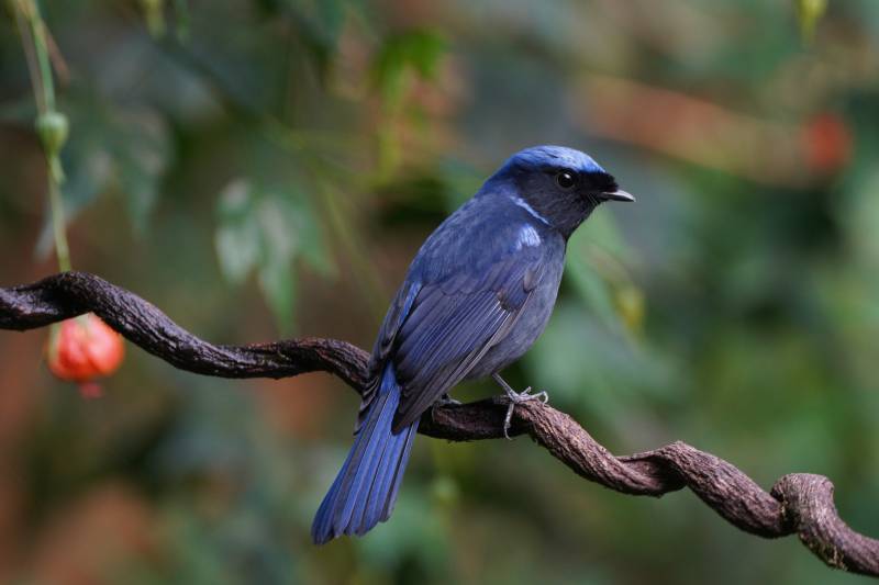 大仙鹟栖枝头图片