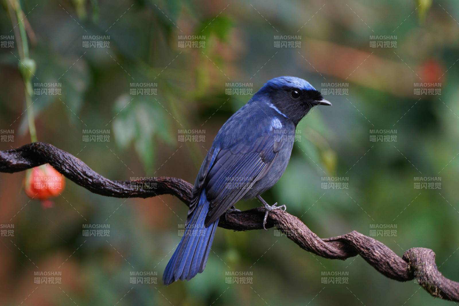 大仙鹟栖枝头图片