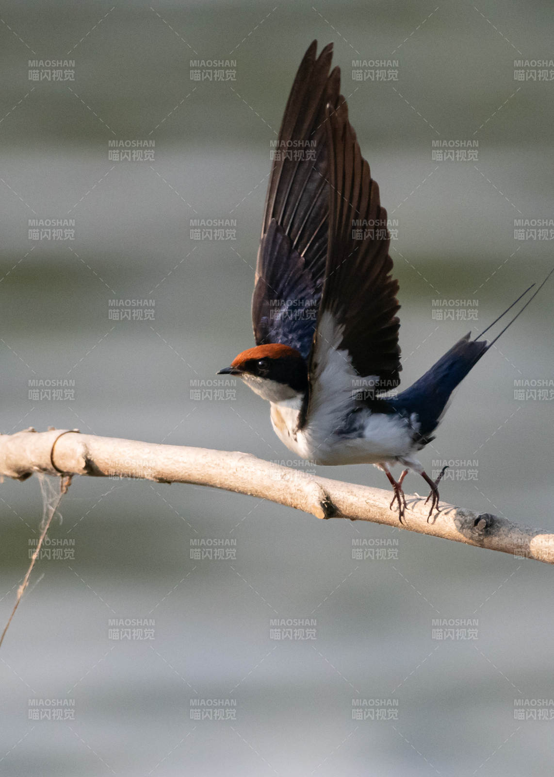 燕子栖枝展翅瞬间图片