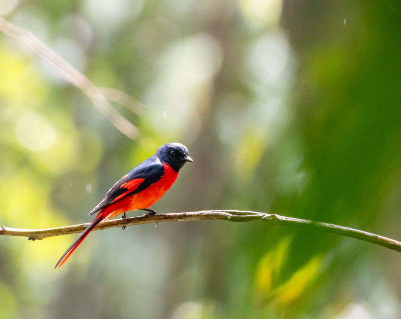 红腹山椒鸟栖息枝头图片