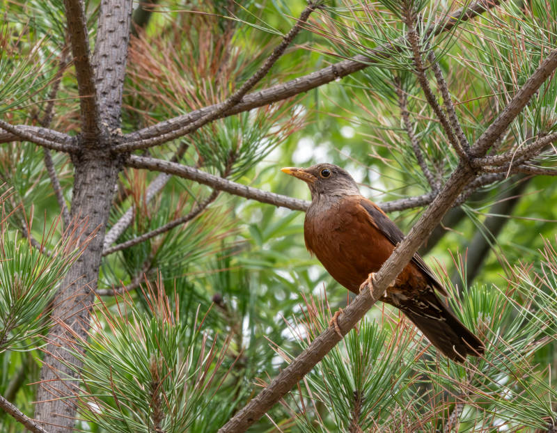 松枝上的灰头鸫图片