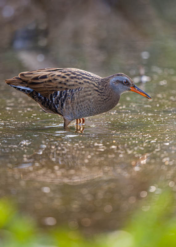 水边的斑纹鸟 彩鹬 广东韶关图片