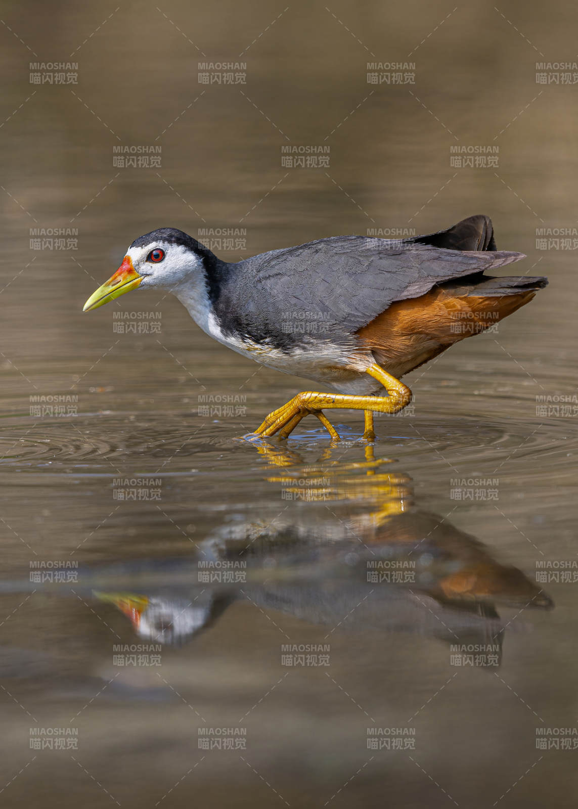 白胸苦恶鸟 图片