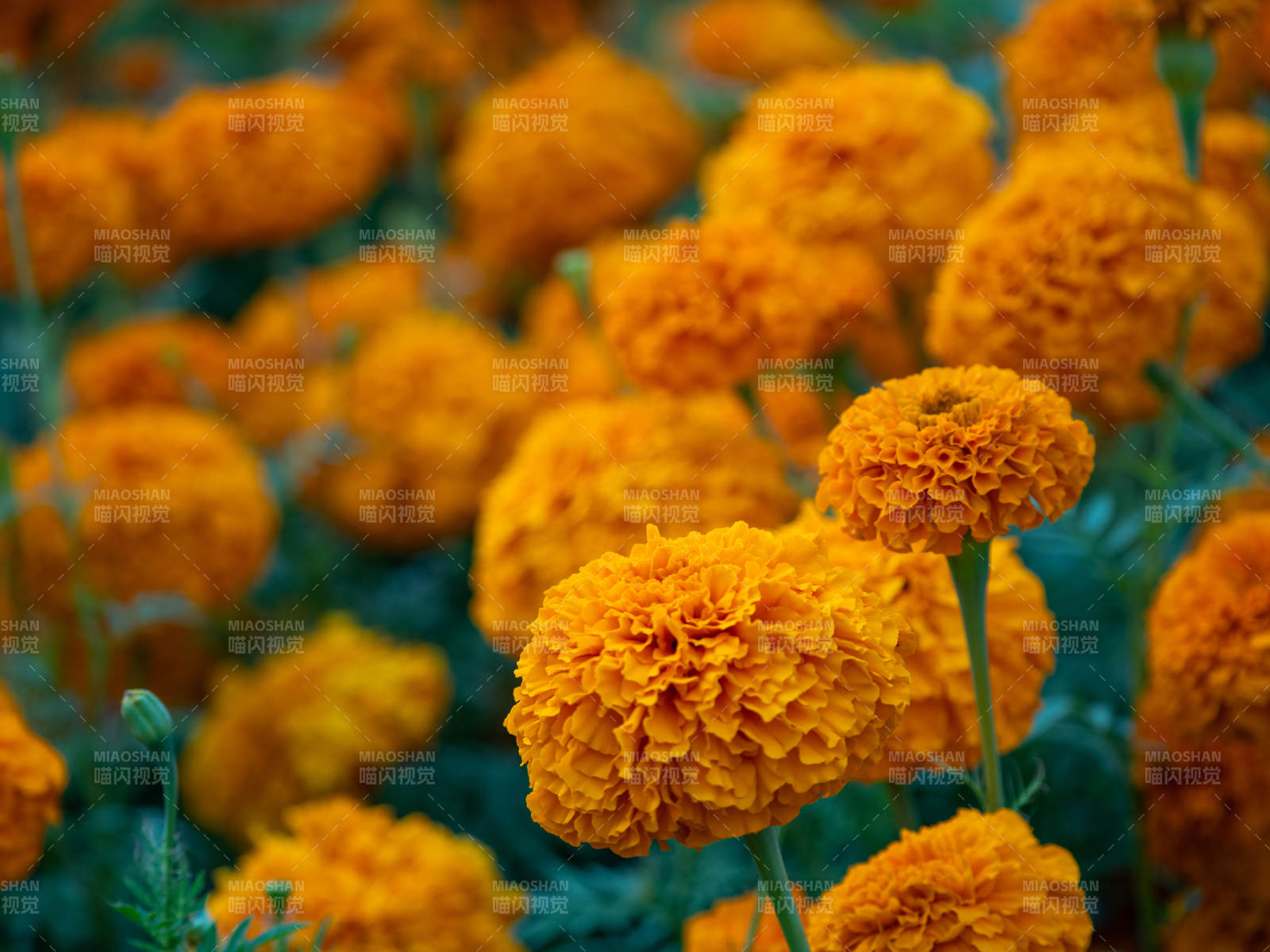 金盏花海 绽放生机图片