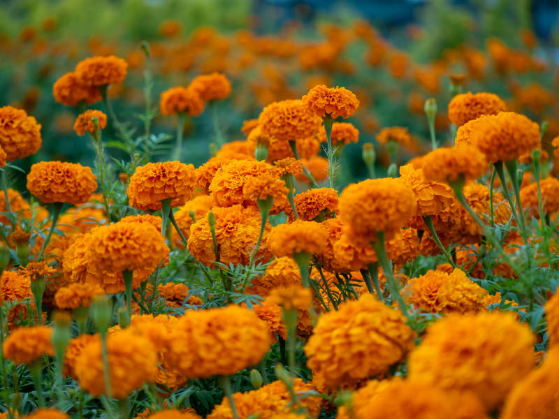 金盏花海 橙色绽放图片