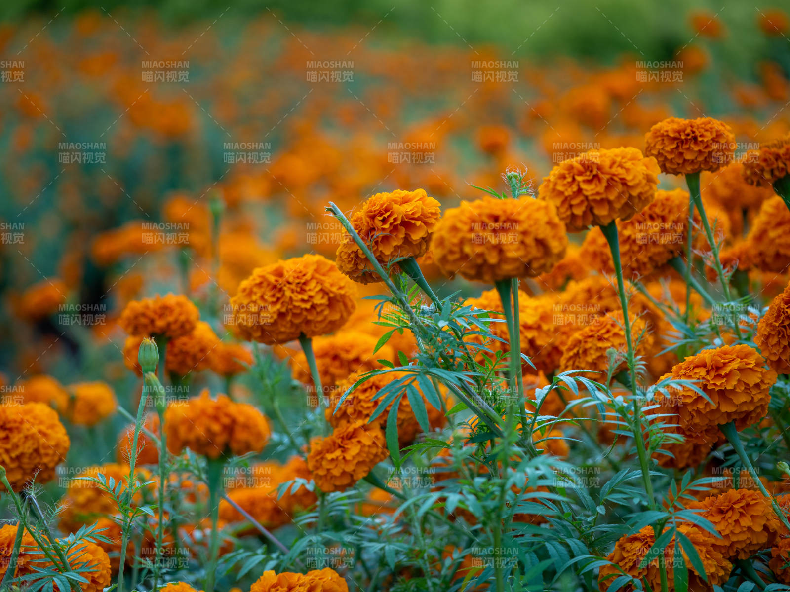 金盏花田 橙色绽放图片