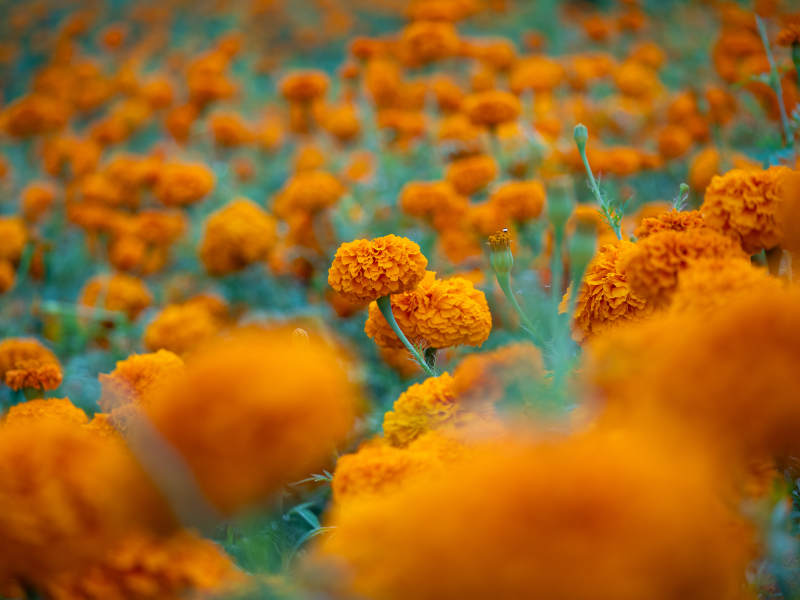 金盏花海 橙色绽放图片