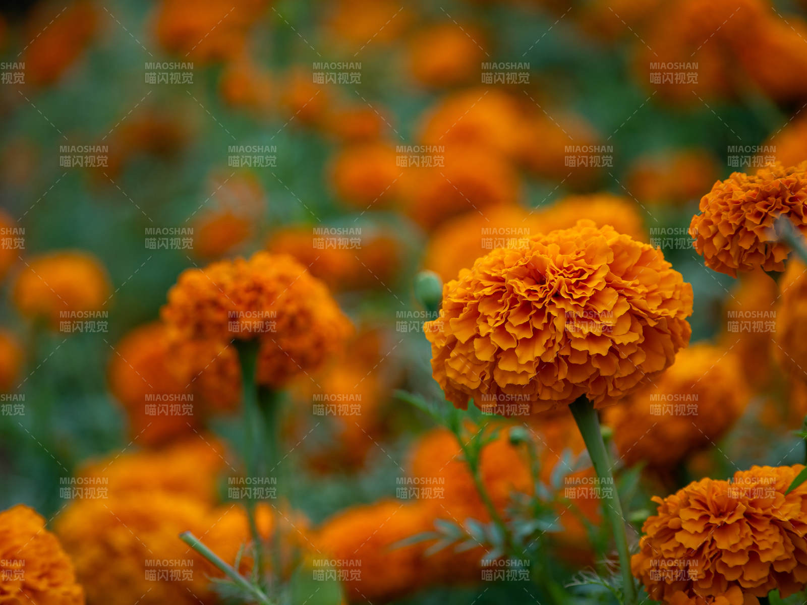 橙色万寿菊盛开的美景图片