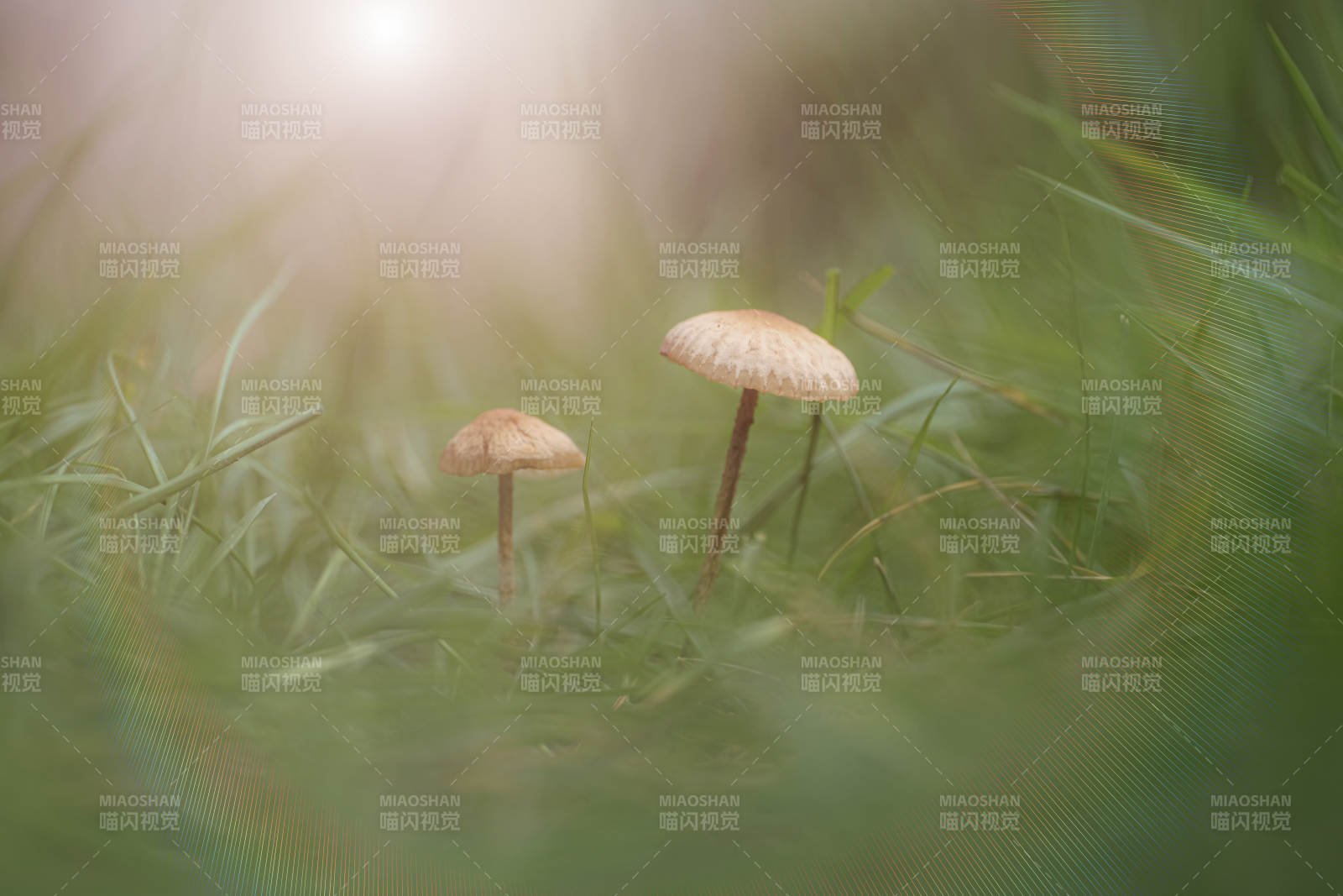 草丛中的蘑菇图片