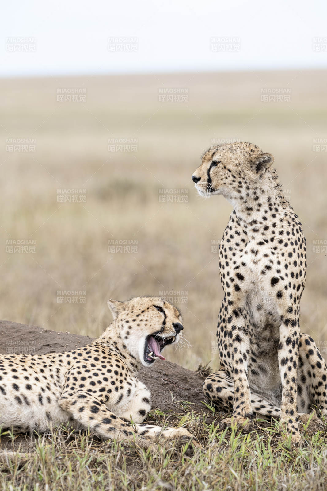 猎豹的悠闲时光图片