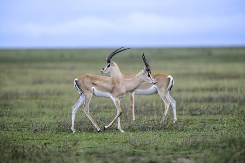 草原上的羚羊双影图片