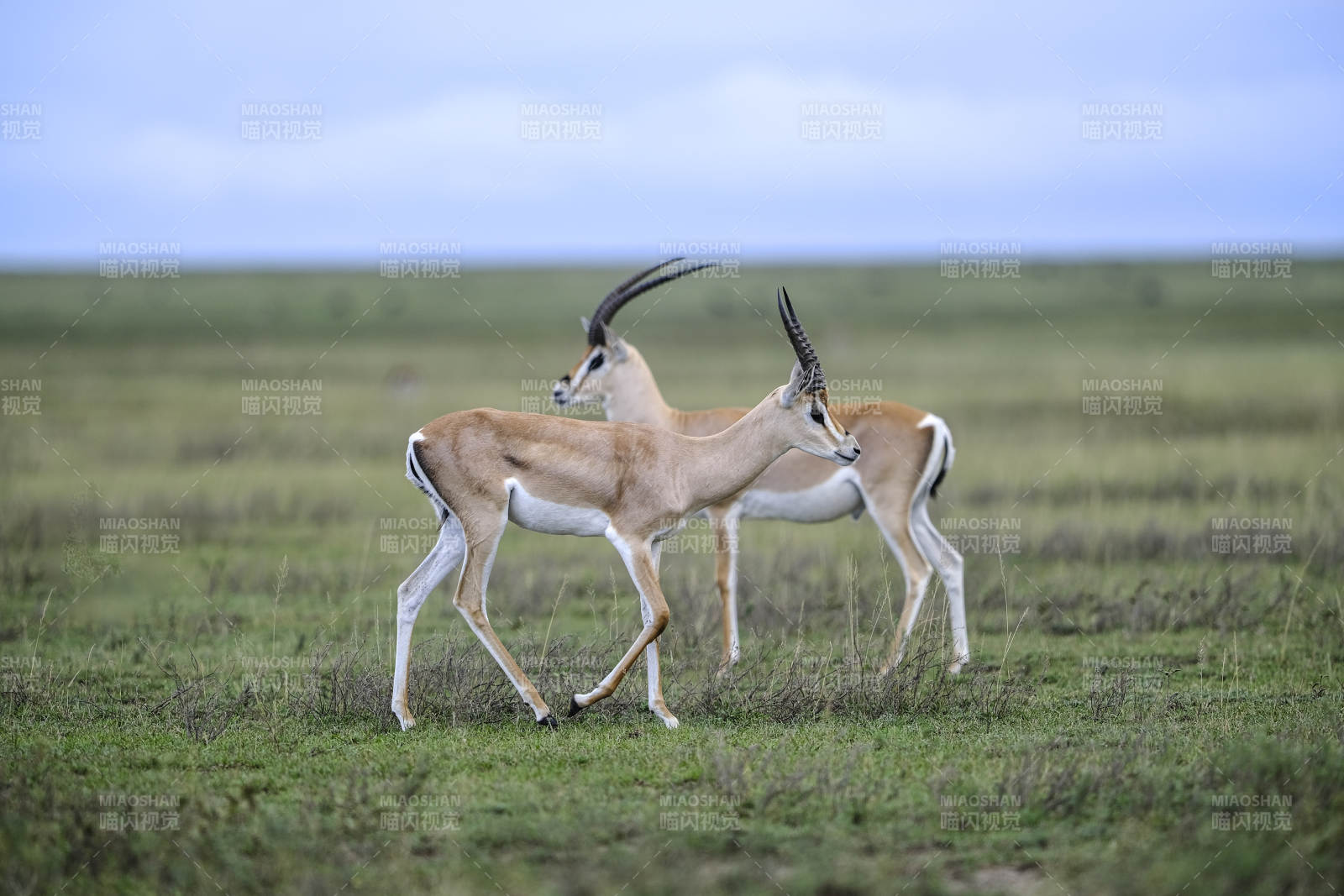 草原上的羚羊双影图片