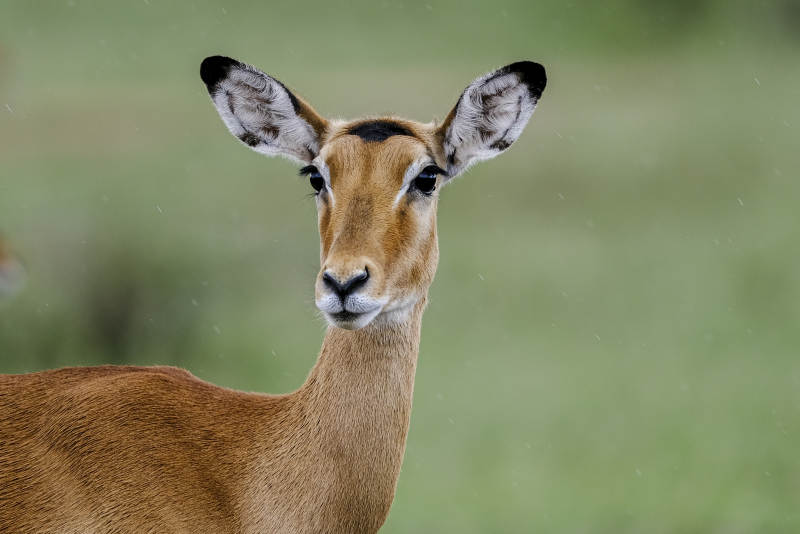 羚羊的凝视图片
