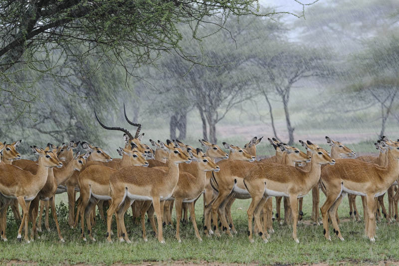 羚羊群在树荫下聚集图片
