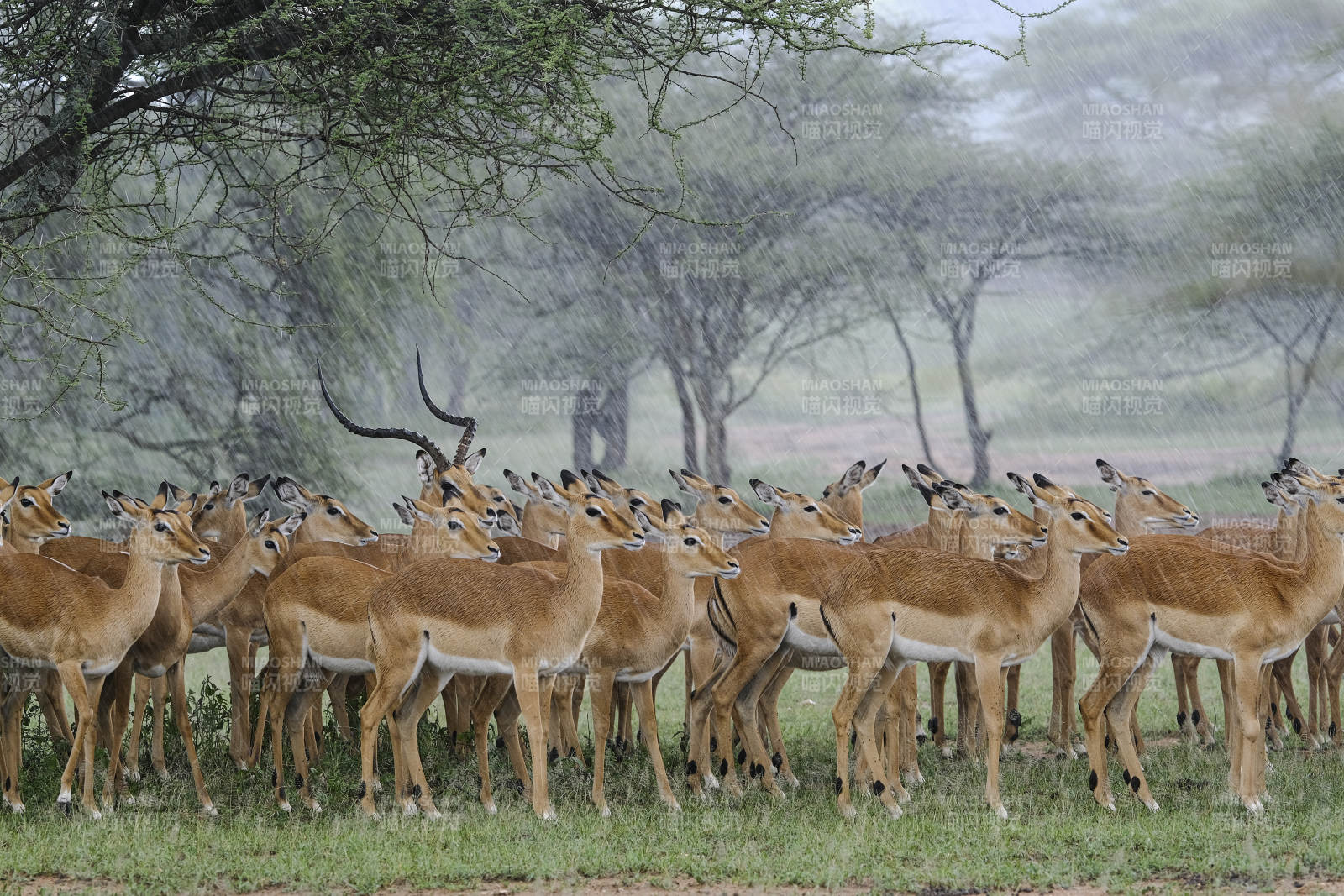 羚羊群在树荫下聚集图片