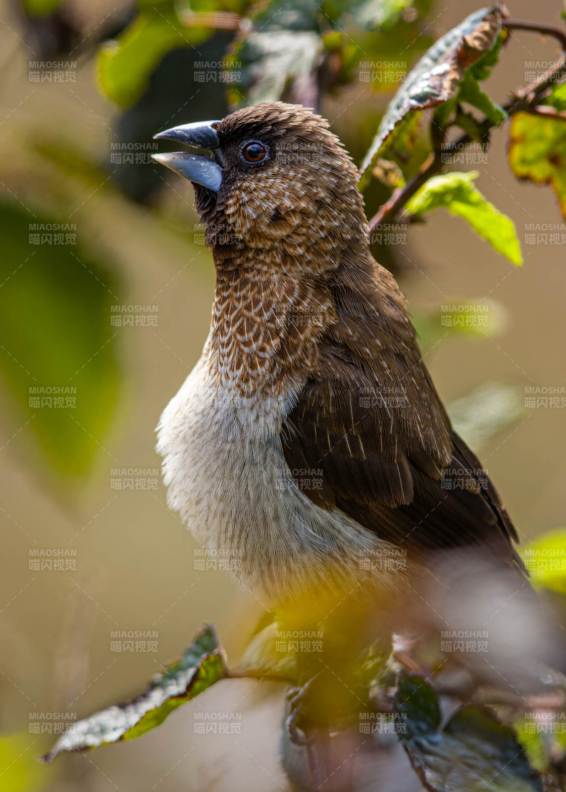斑文鸟栖息枝头图片