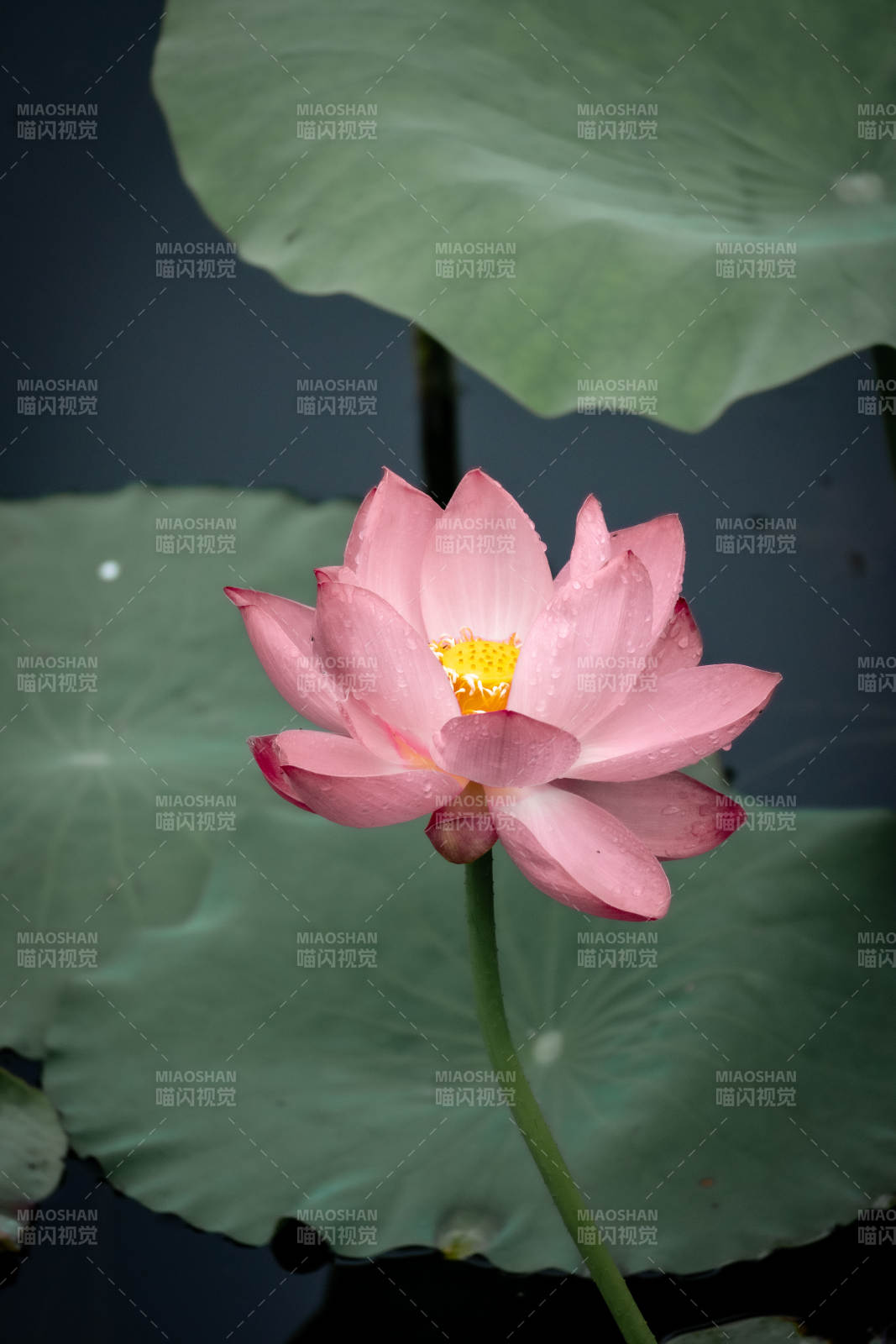 粉莲静绽 绿叶相衬图片