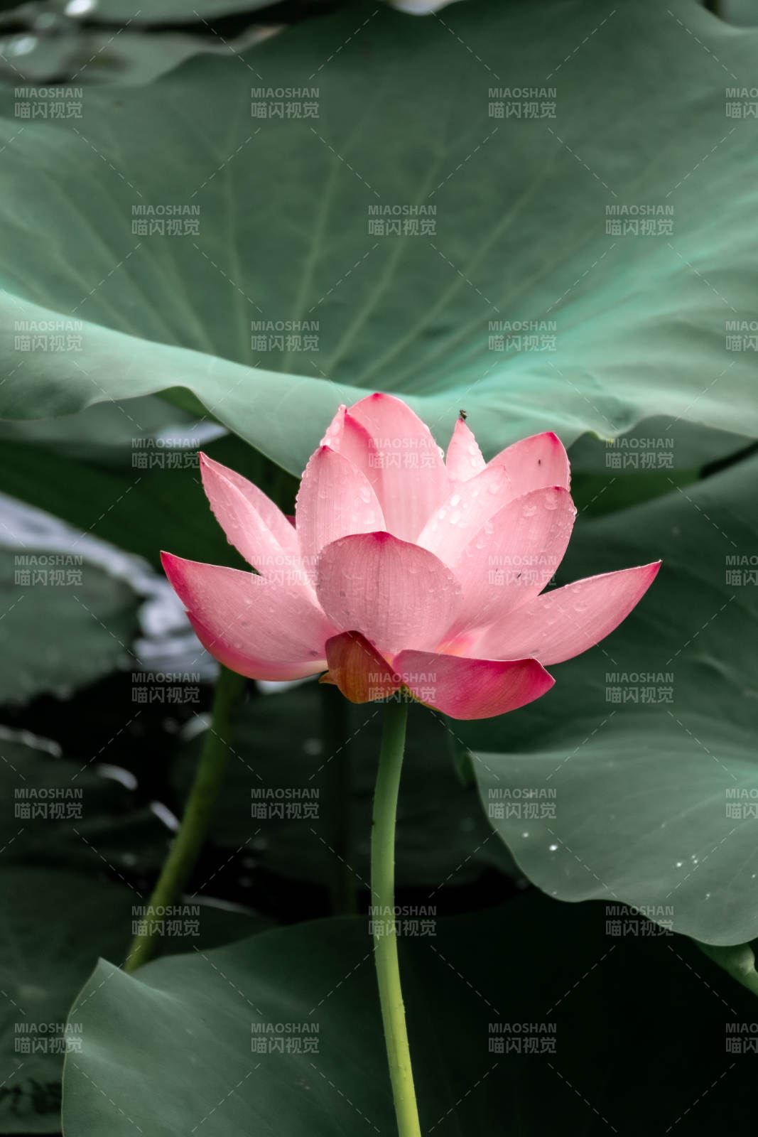 雨后荷花 清新绽放图片