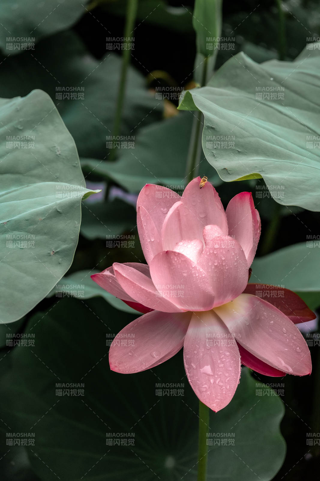 雨后荷花 清新绽放图片