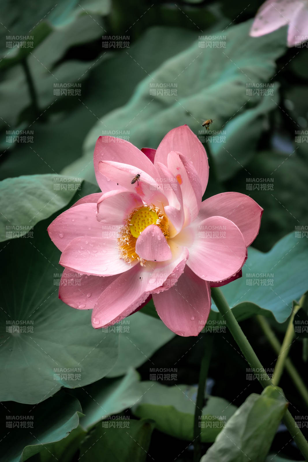雨后荷花 蜜蜂相伴图片
