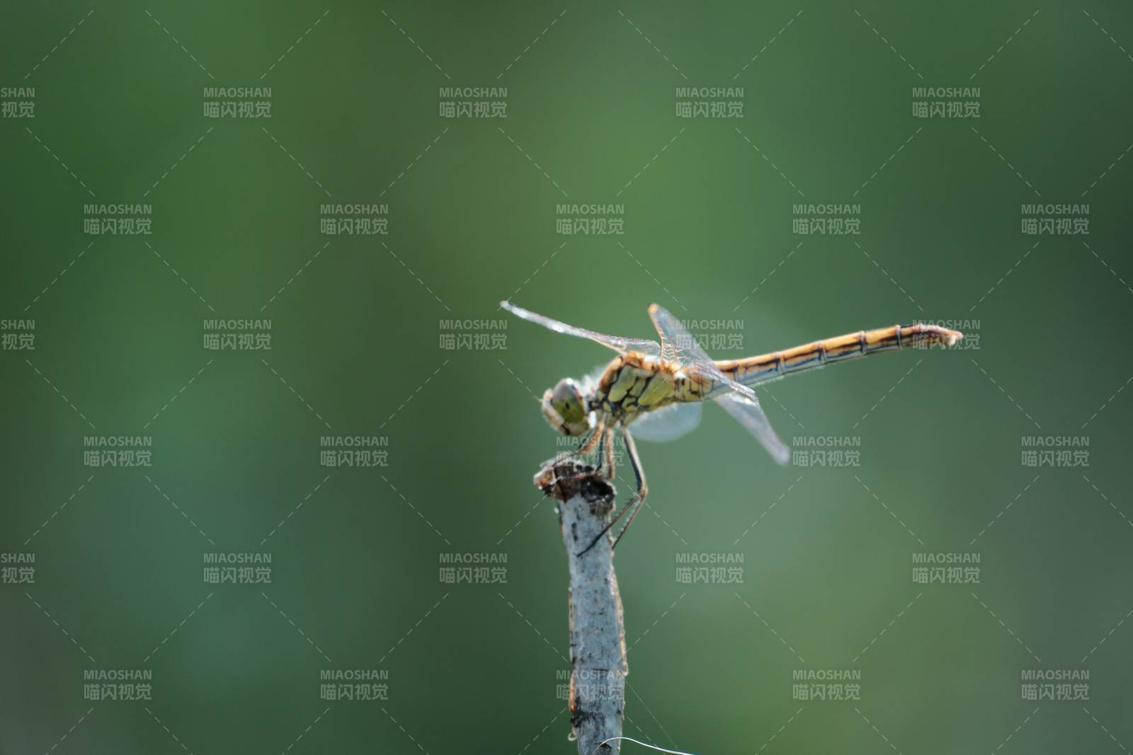 蜻蜓栖息枝头静谧景图片