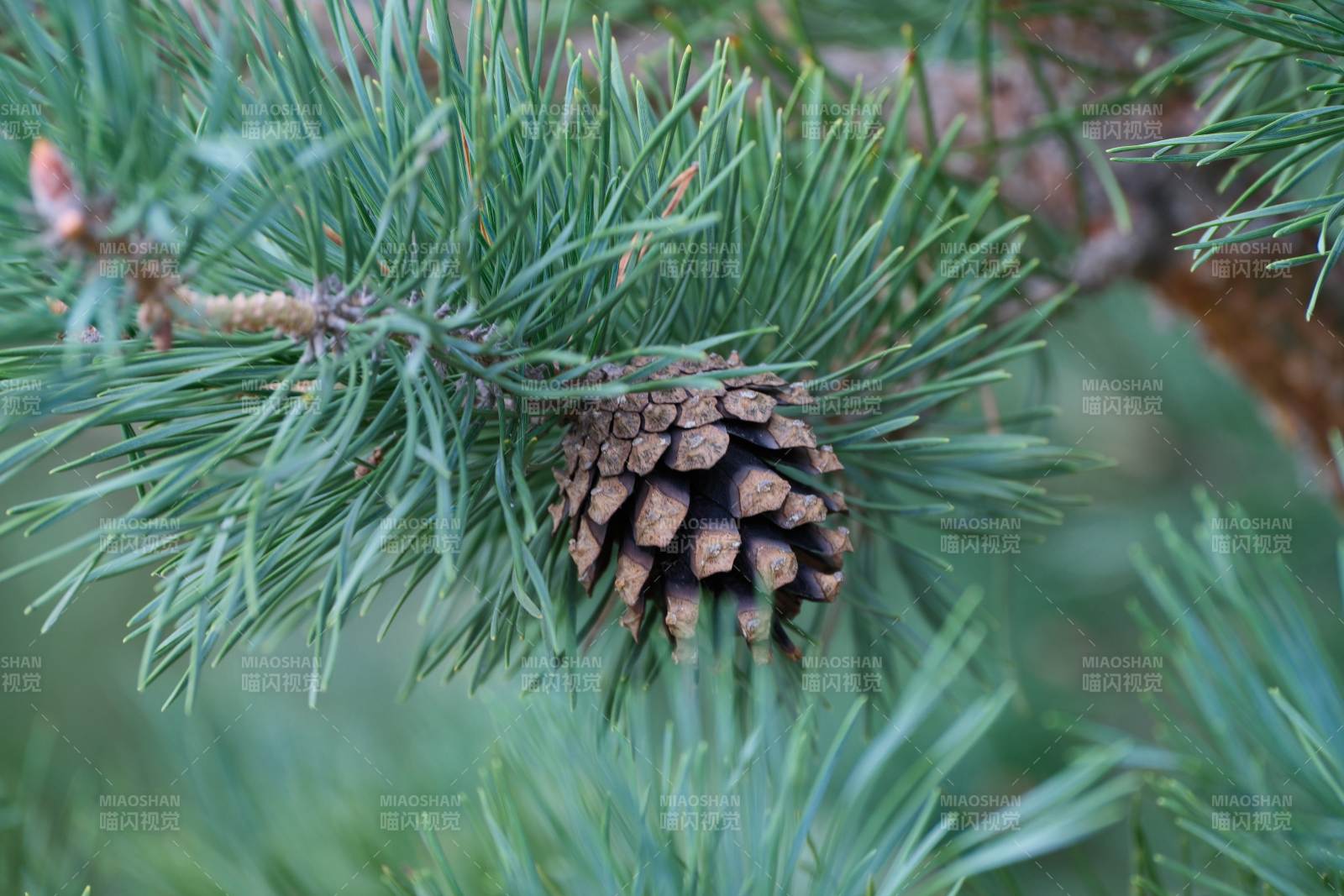 松树上的松果特写图片