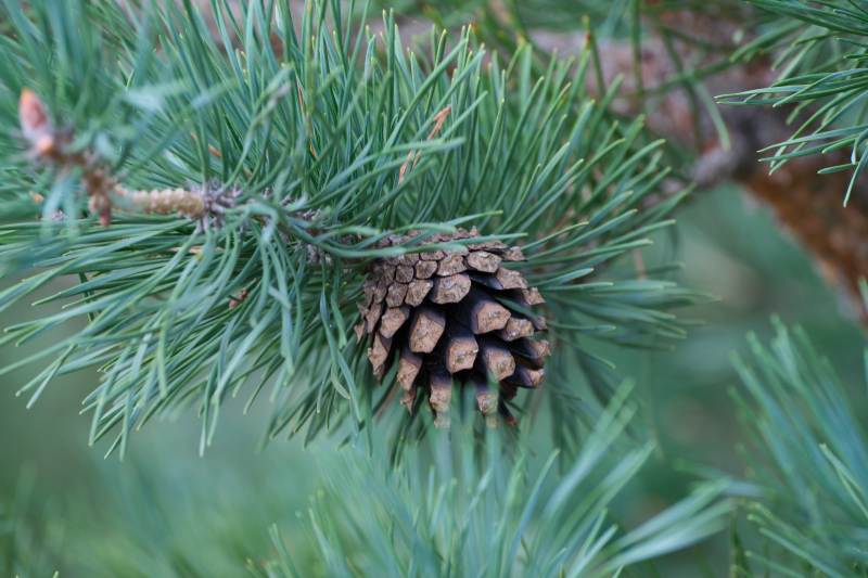 松树上的松果特写图片