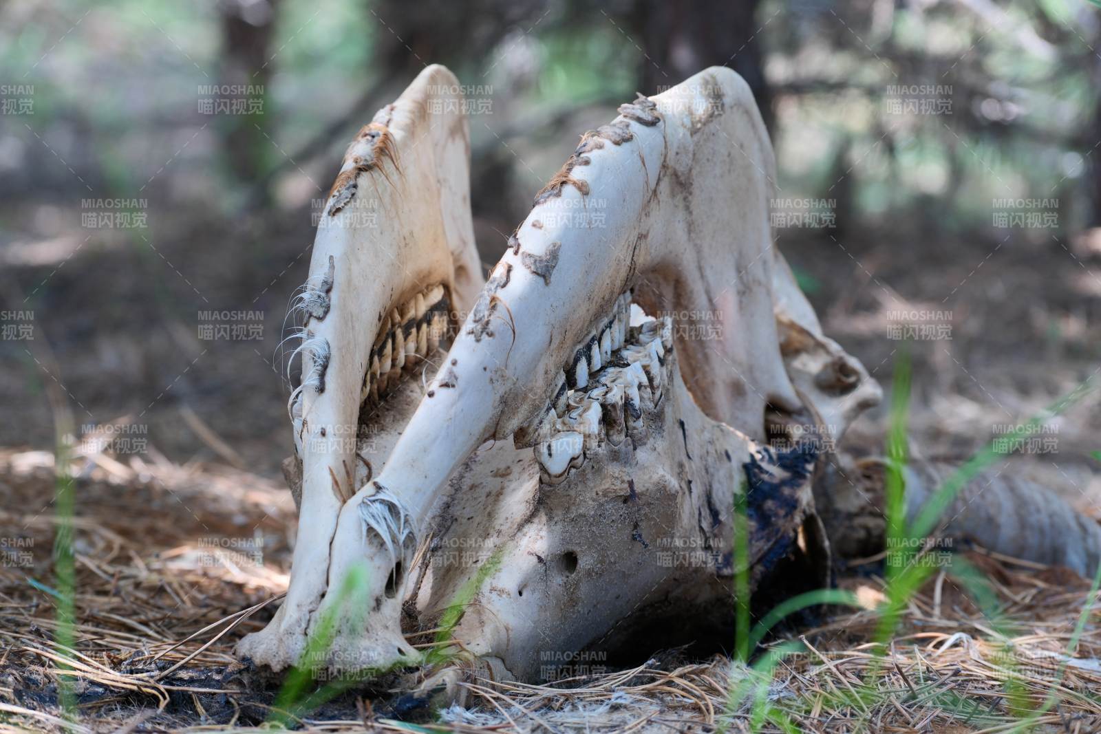 森林中的动物头骨遗迹图片