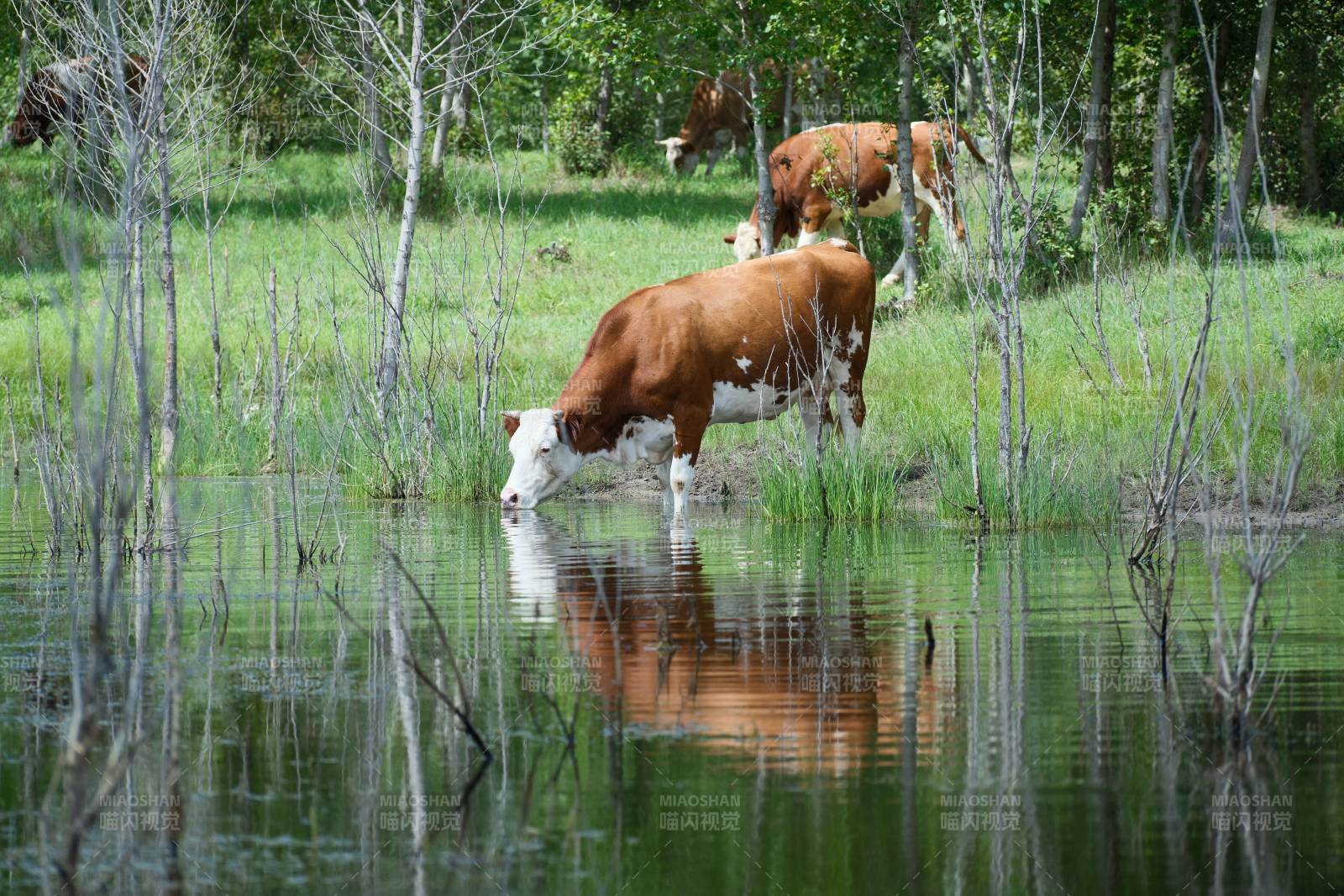 牛群在水边饮水图片
