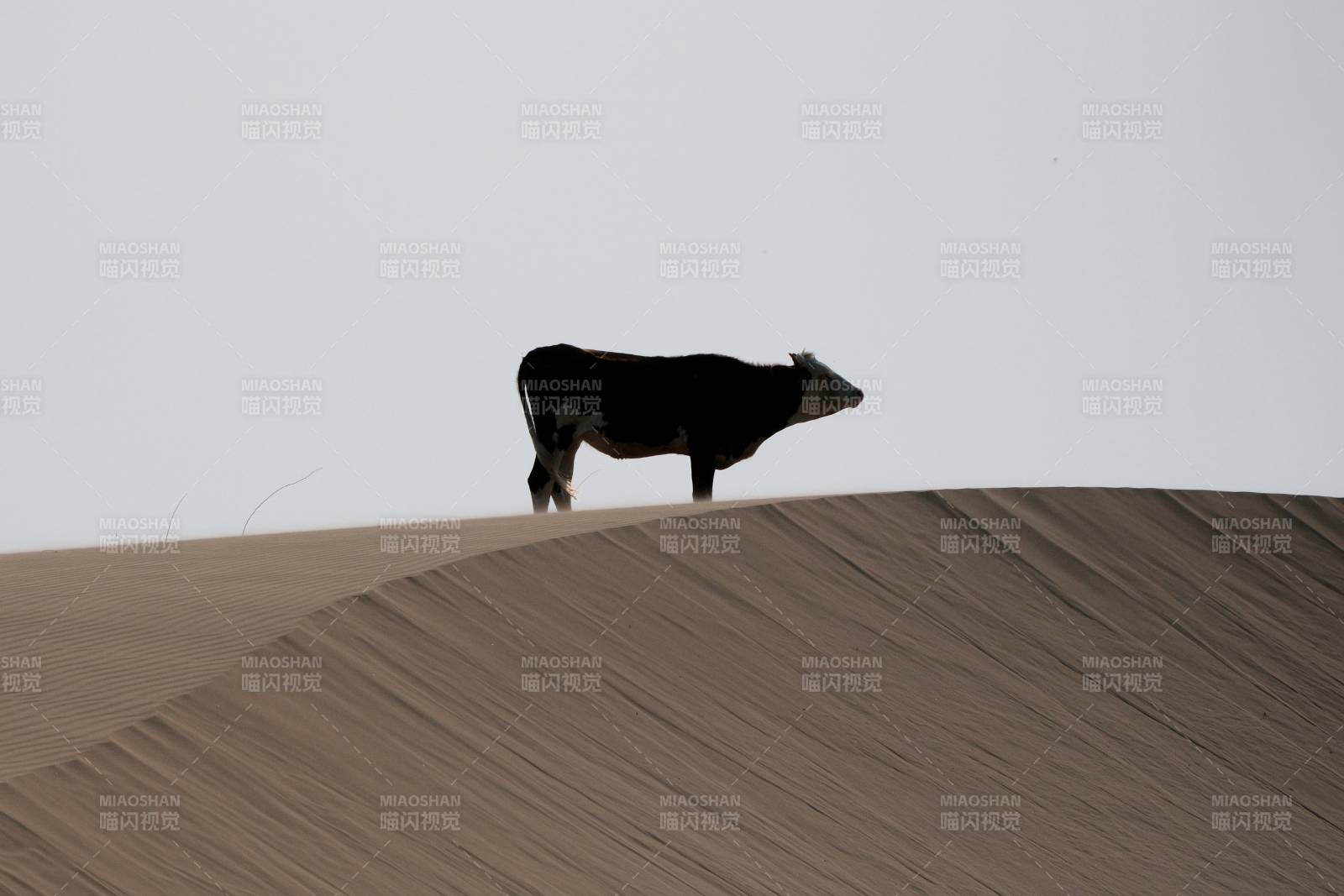 屋顶上的牛图片