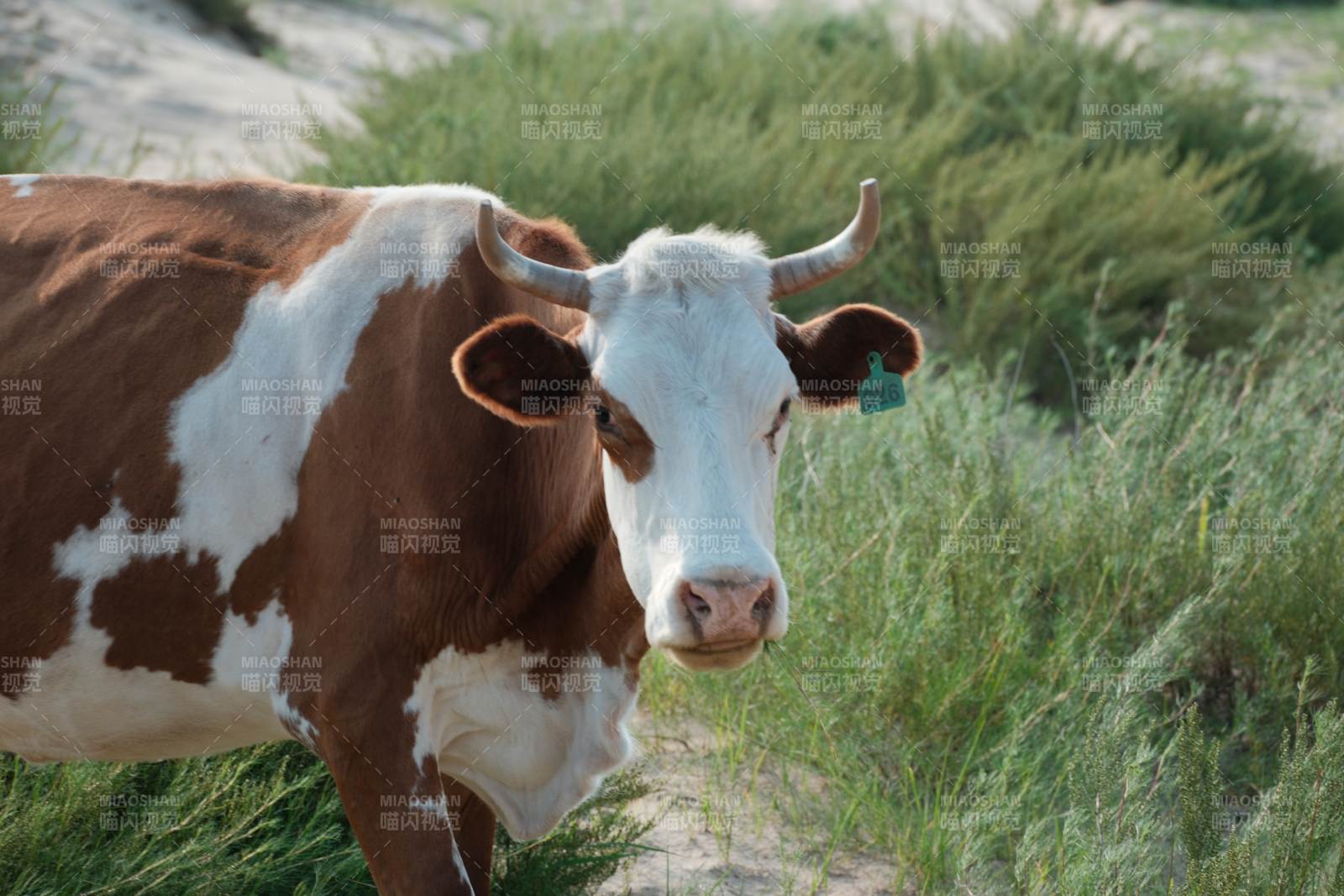 夏天牧场上的牛图片