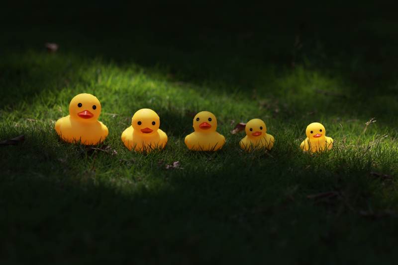 草地上的五只小黄鸭玩具图片