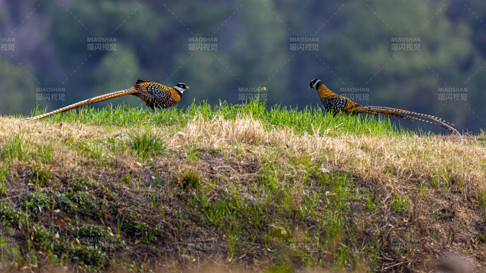 山间草地上两只雉鸡图片