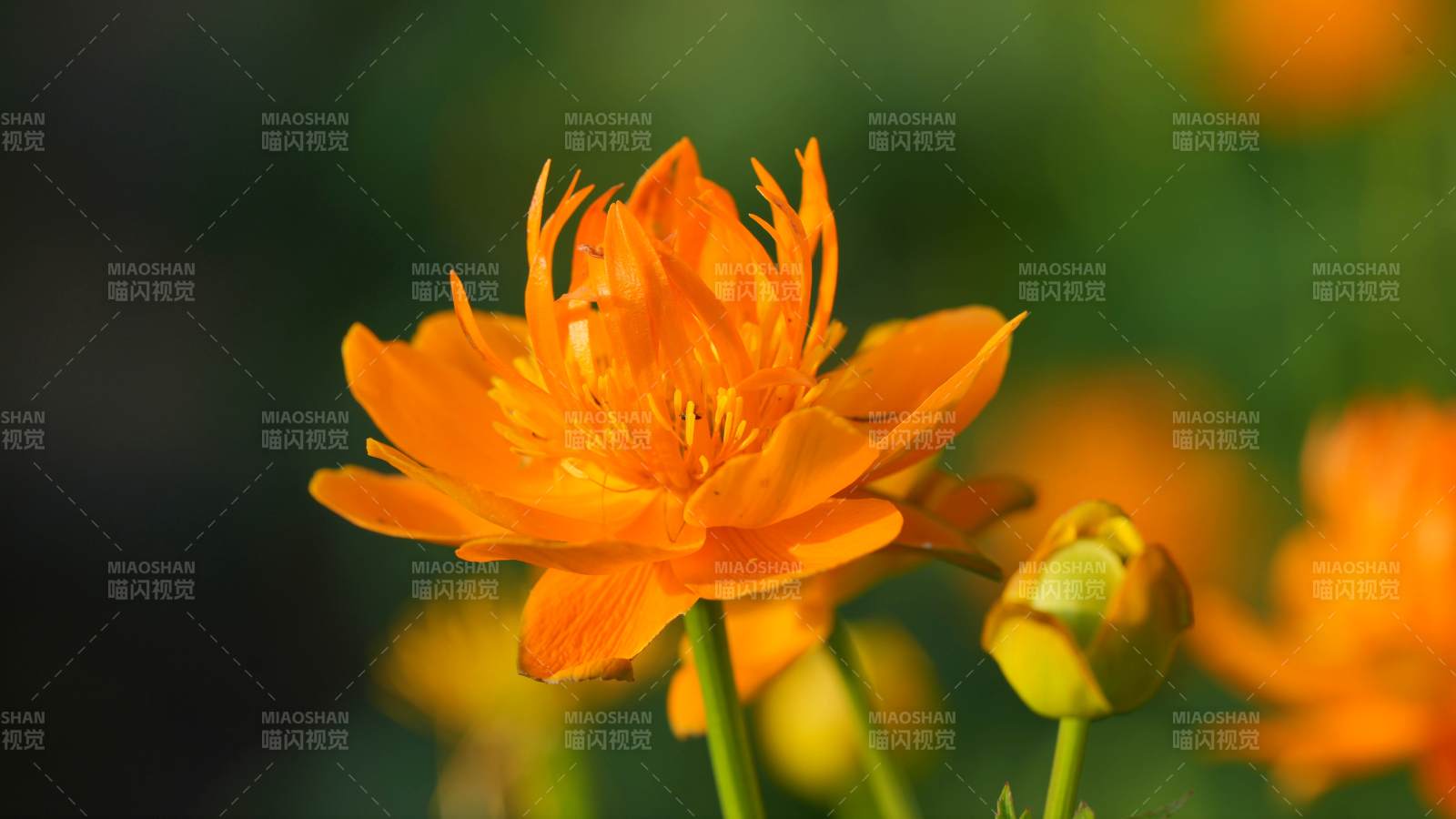 金莲花朵绽放的瞬间图片