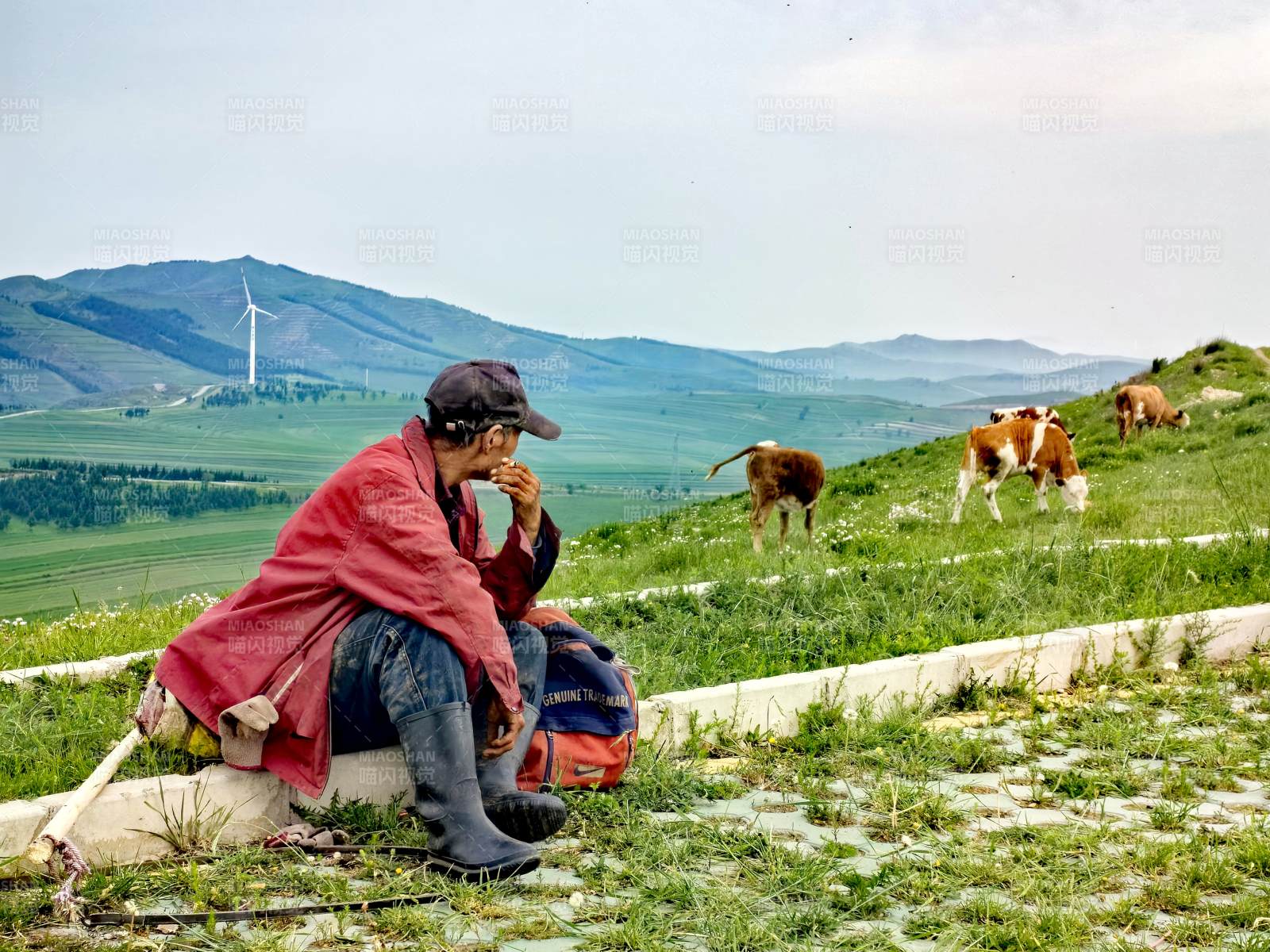 草原牧民与牛群共处图片