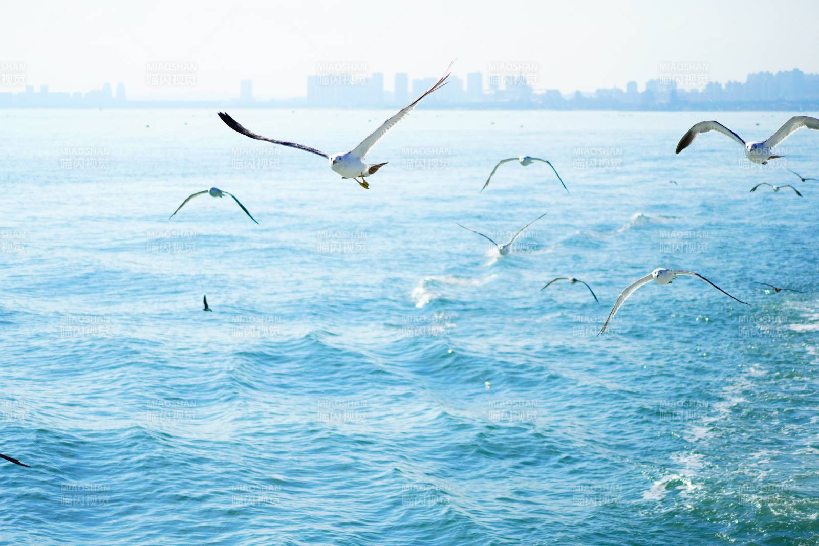 海鸥翱翔 城市远眺图片