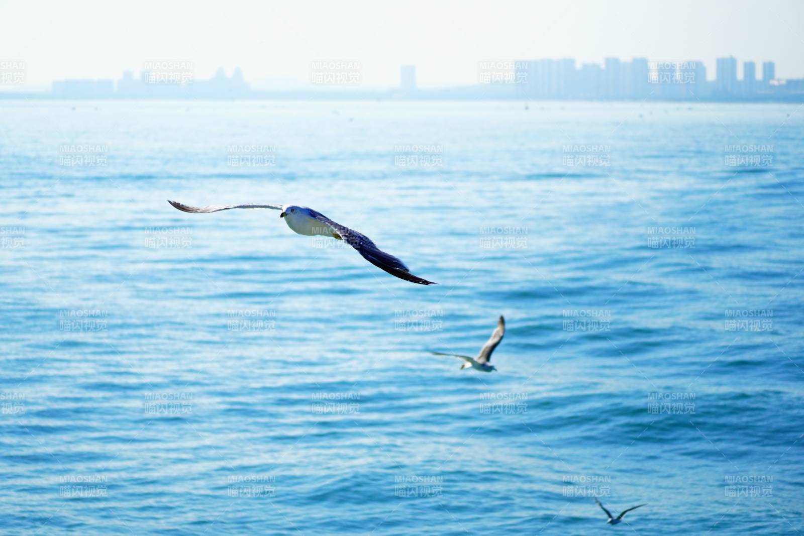 海鸥翱翔 城市远眺图片