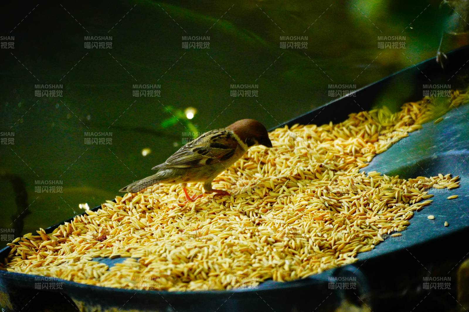 小鸟在谷物中觅食图片