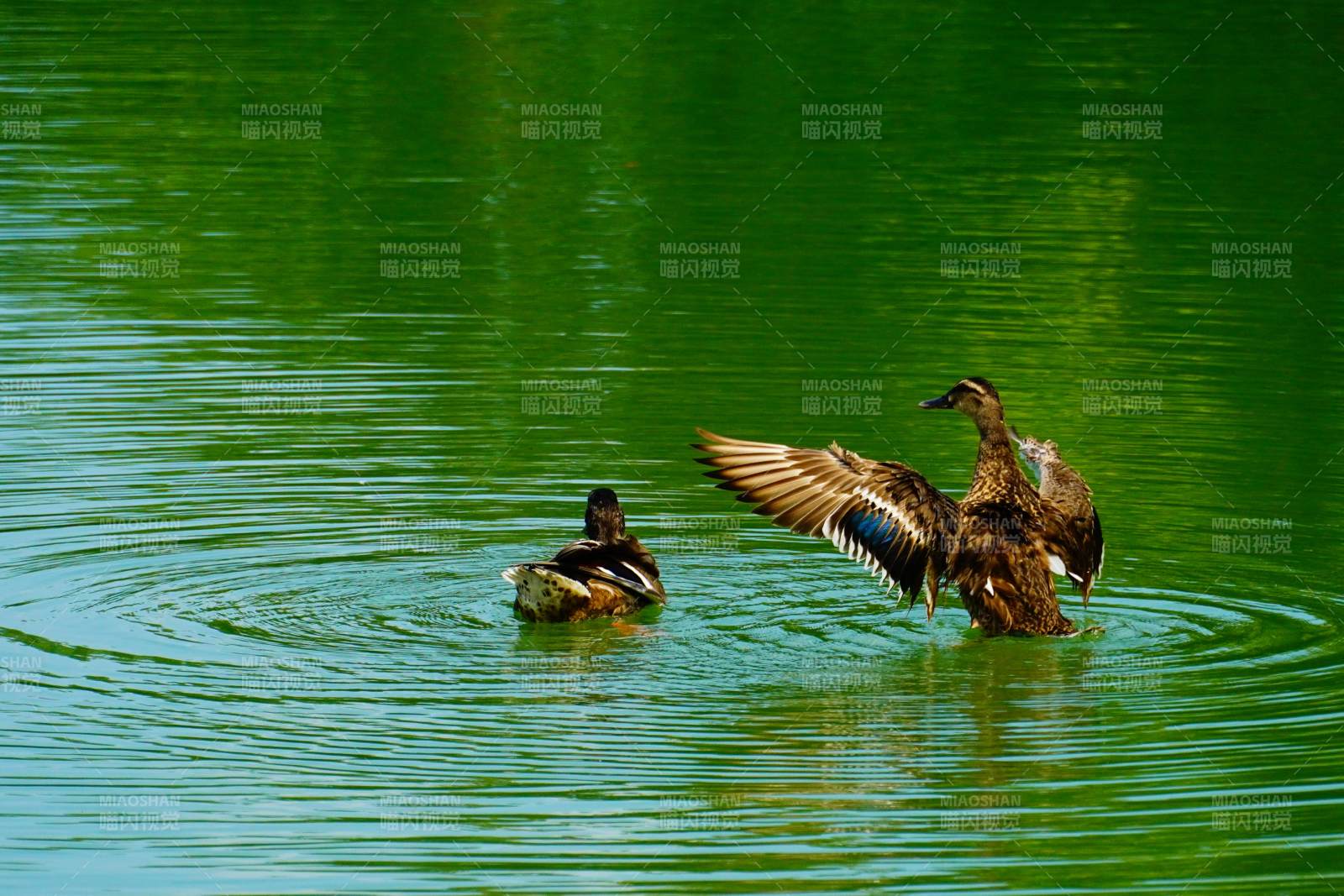 湖中鸭子展翅飞翔图片