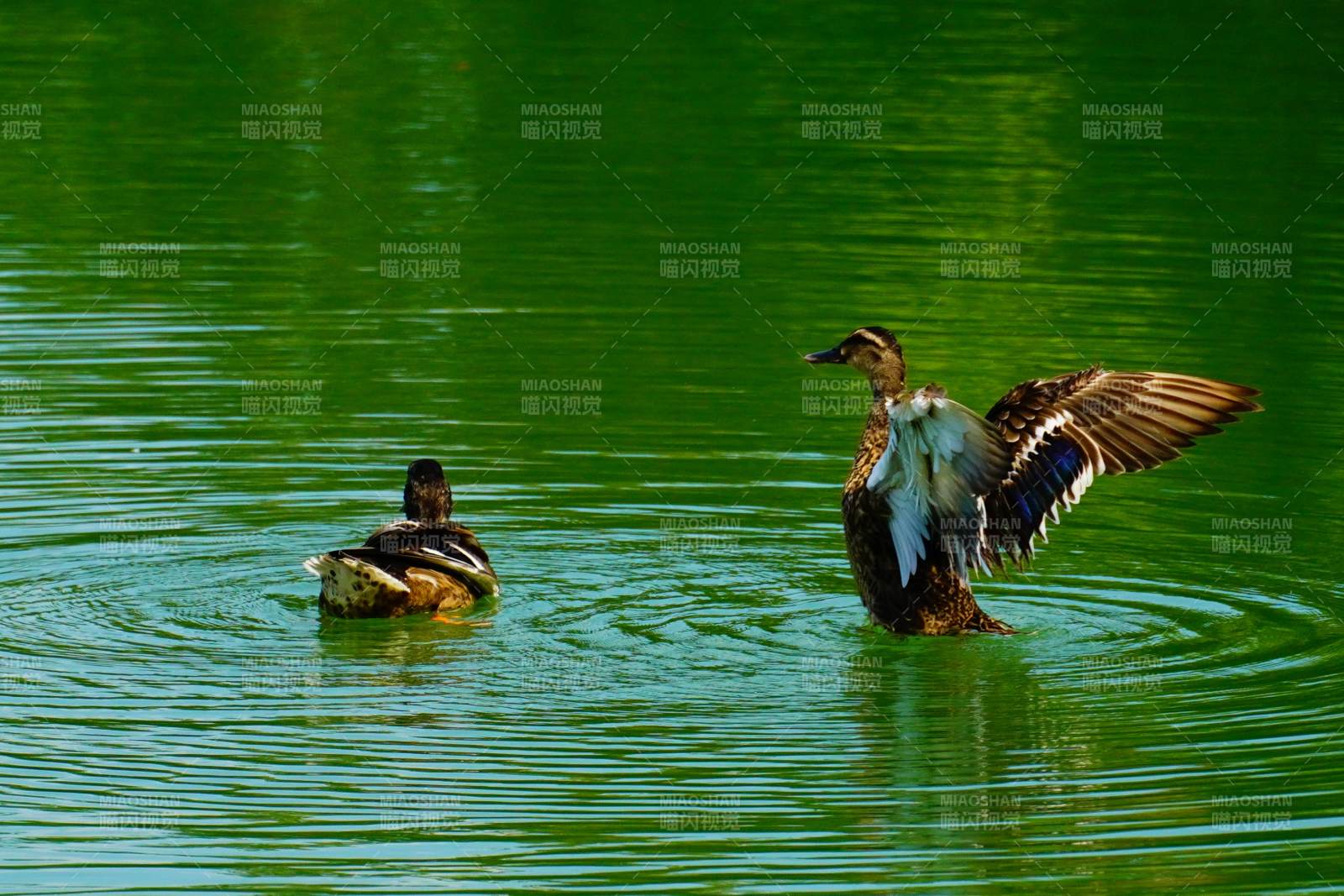 湖中鸭子展翅瞬间图片