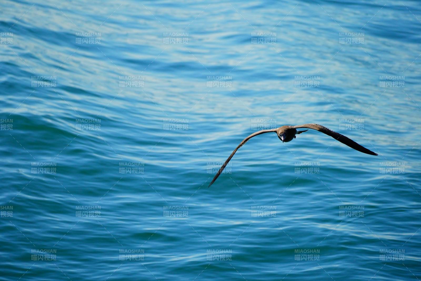 海鸥翱翔在碧蓝的海面上图片