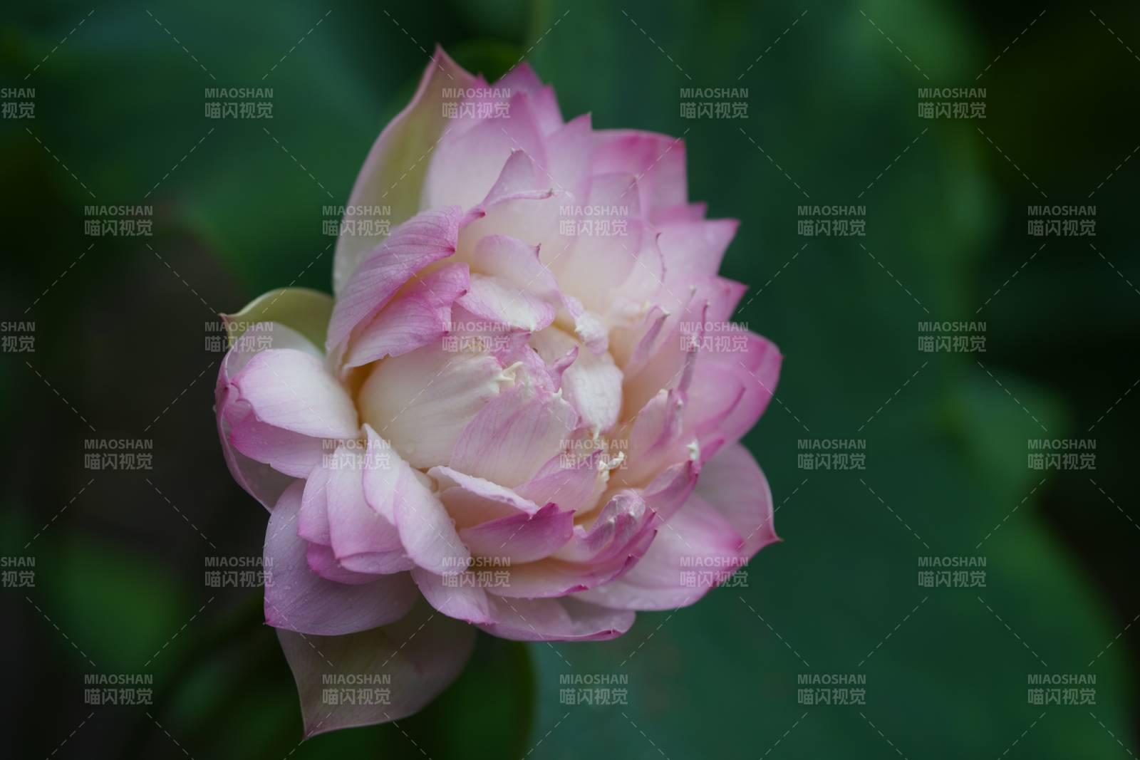 粉色莲花绽放之美图片