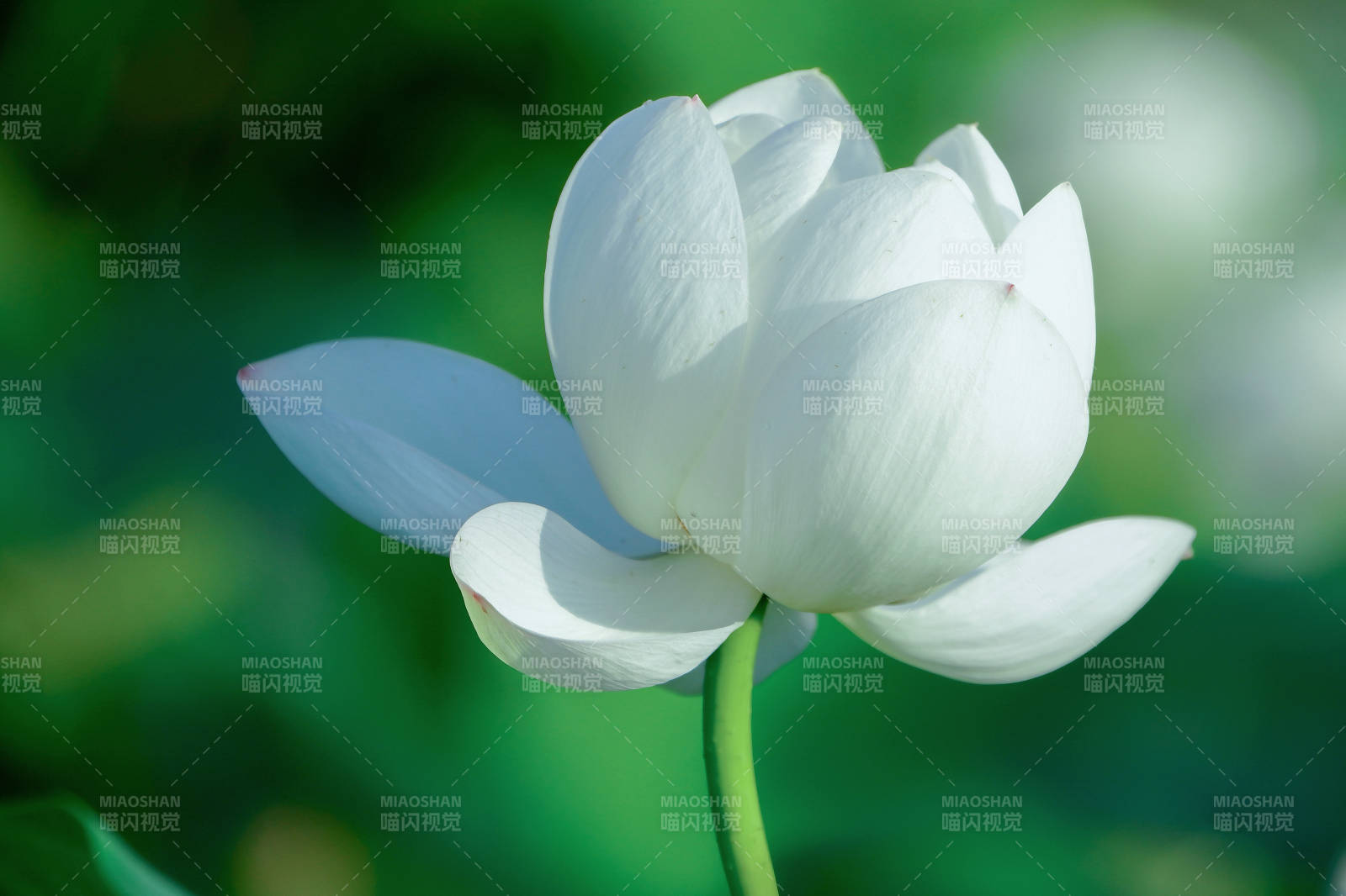 洁白莲花静谧绽放图片