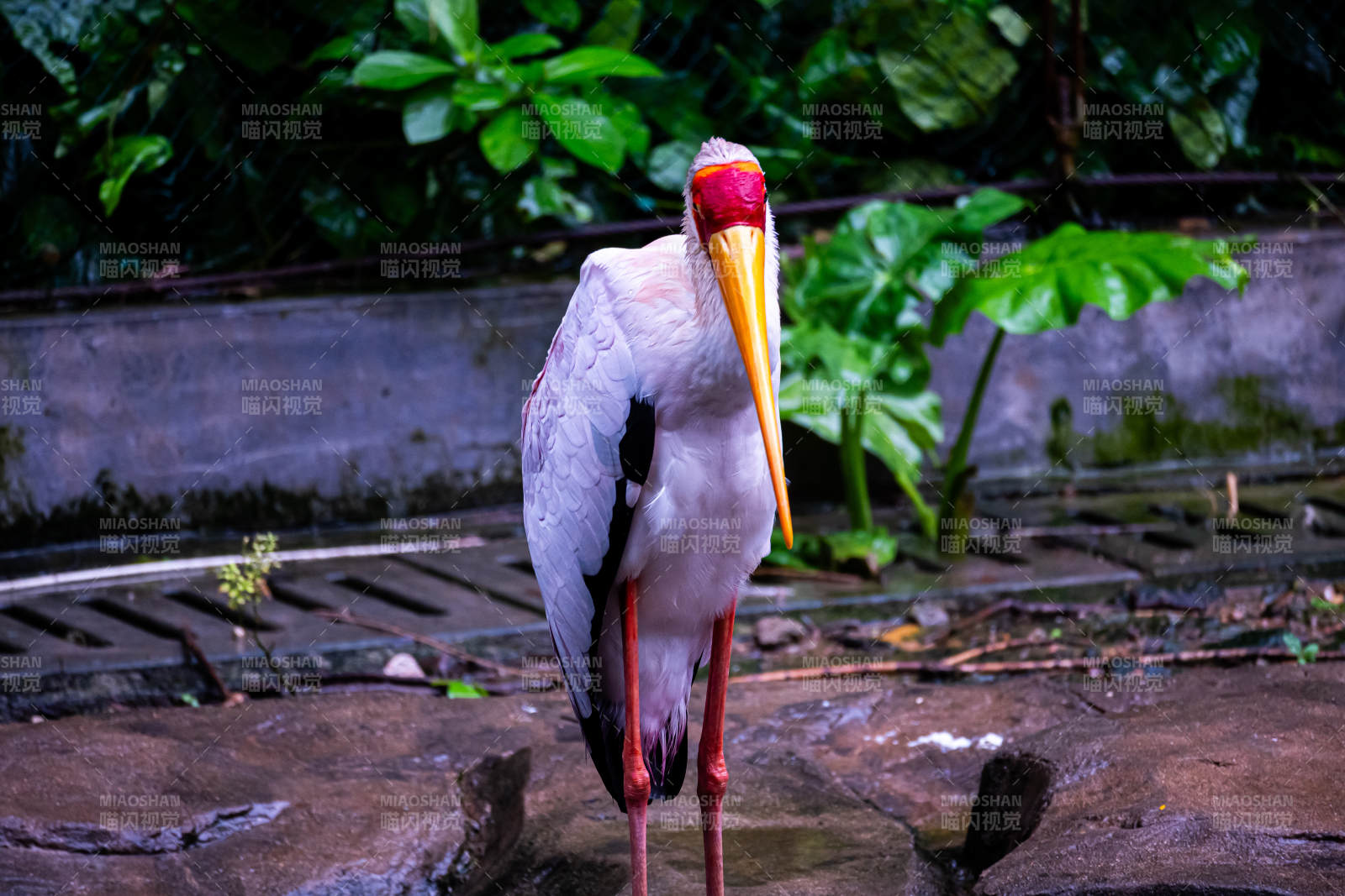 黄嘴鹮鸟栖息湿地图片