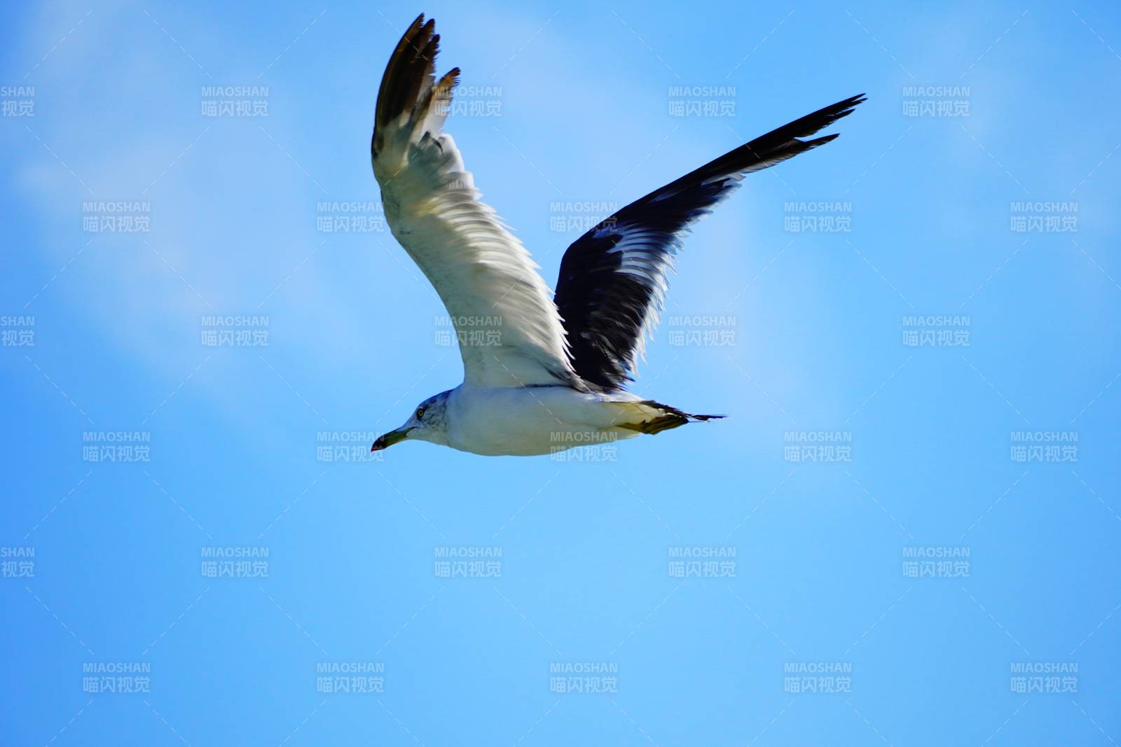 飞翔的海鸥图片