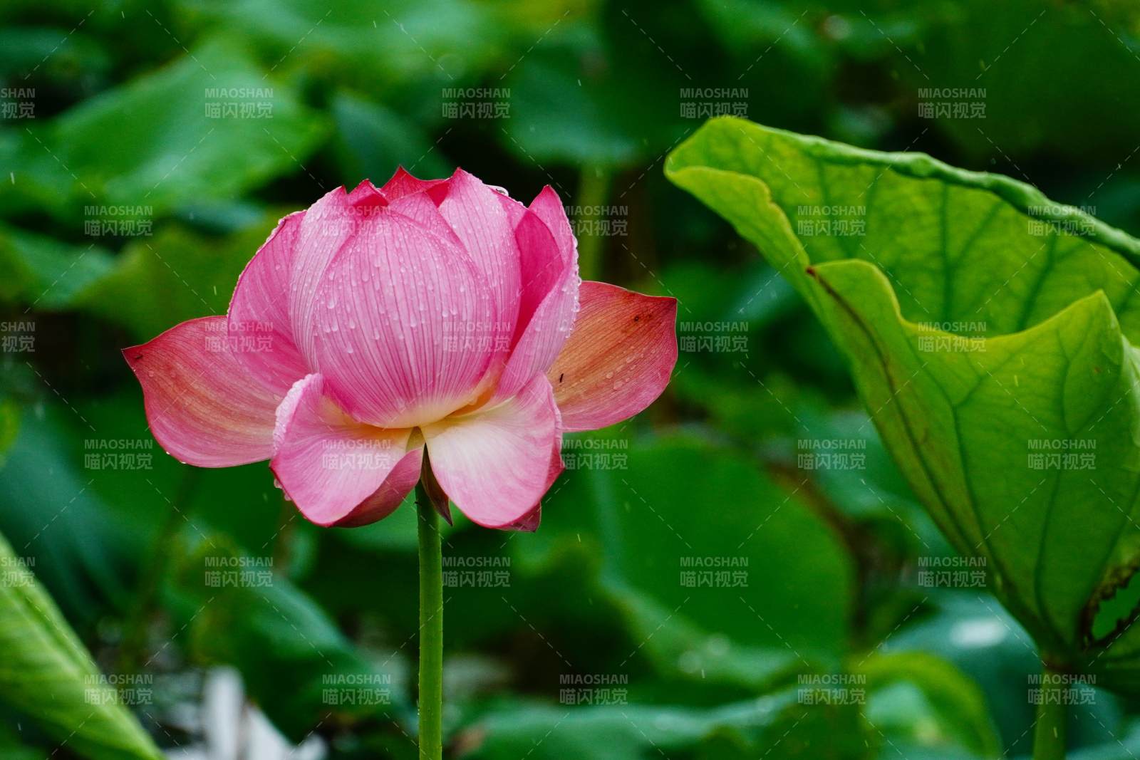 粉红莲花静谧绽放图片