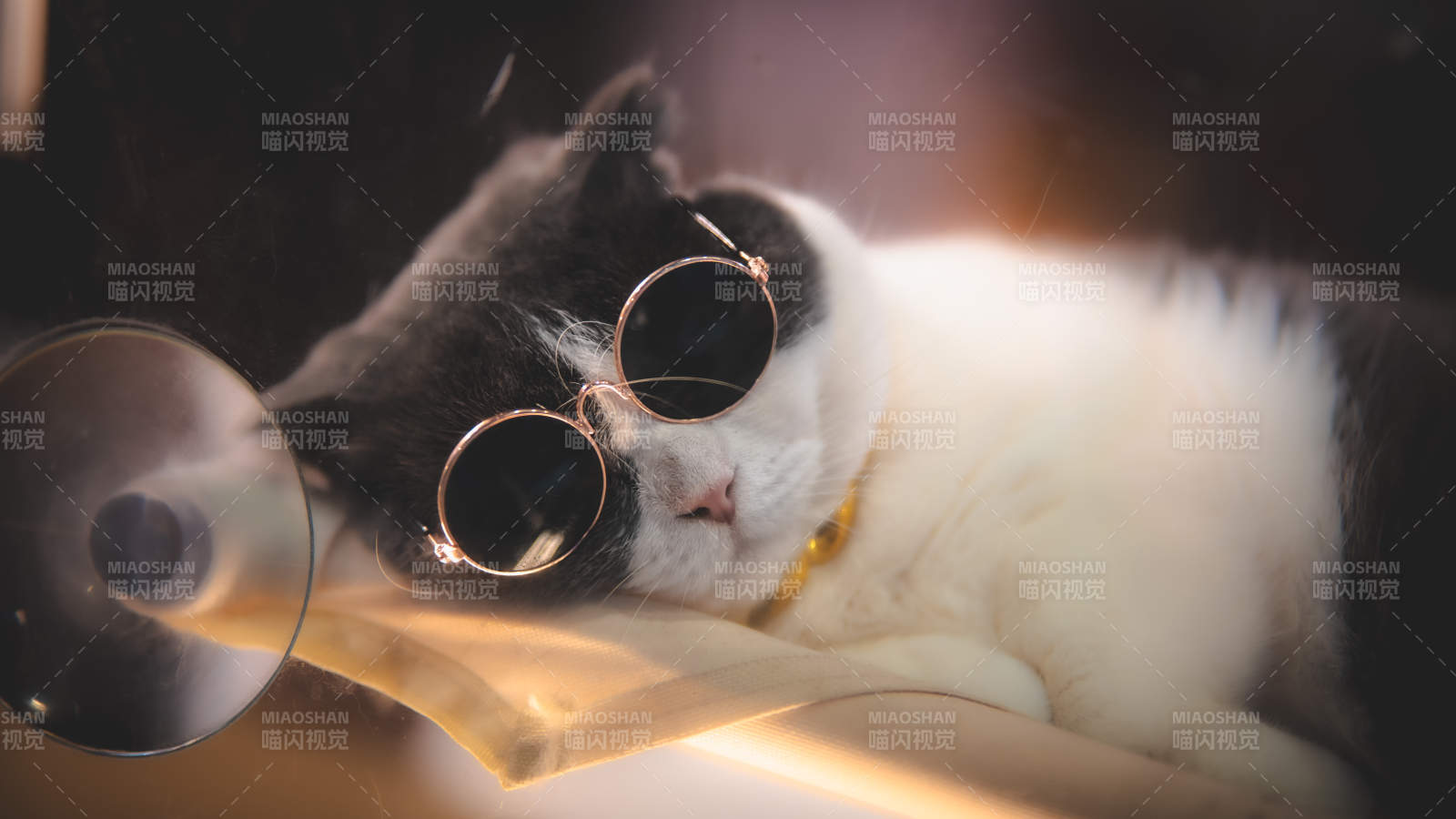 戴眼镜的猫咪在休息图片