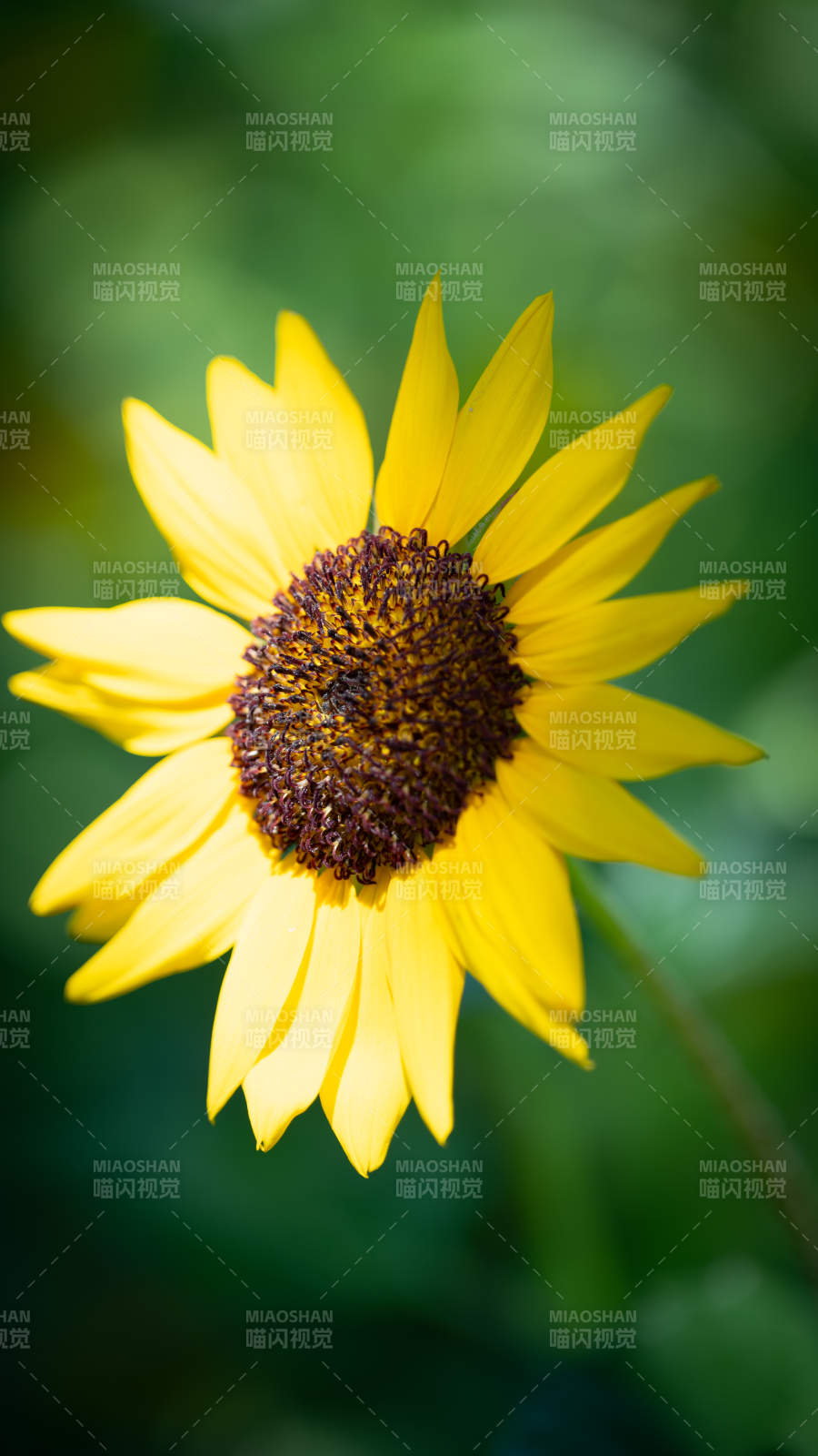 向日葵的明媚笑容图片