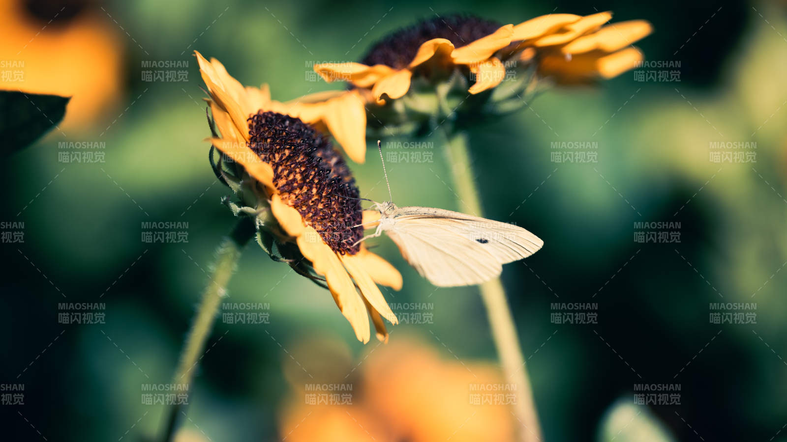 蝴蝶停驻花间 静谧时光图片